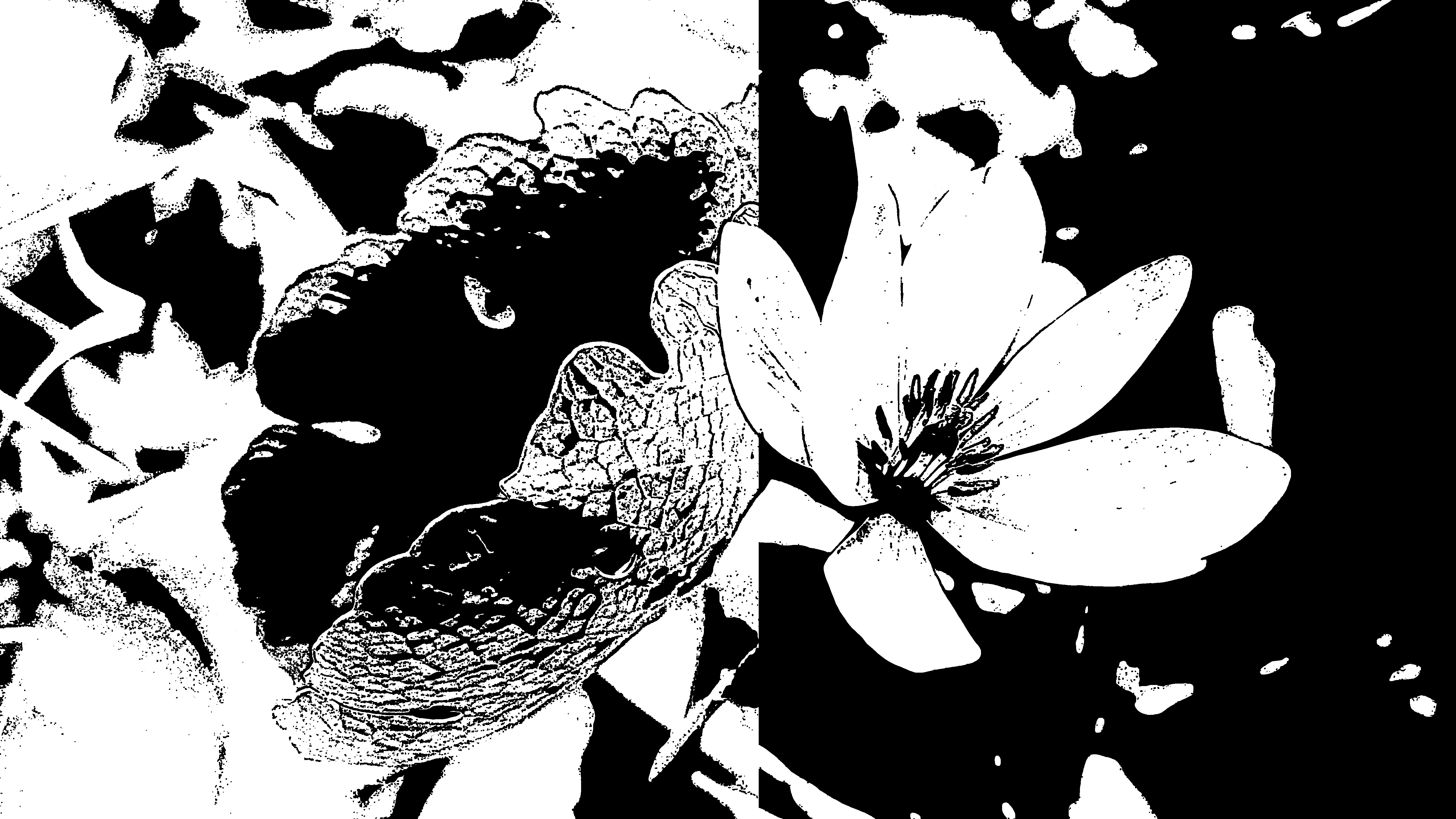 An artistically edited photograph of a bloodroot leaf and flower, Latin name Sanguinaria canadensis. Left: The leaf is depicted in black on a mostly white background. Right: The flower is depicted in white on a mostly black background.